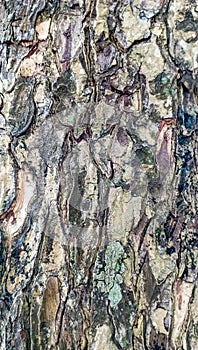 Tree trunk bark, texture suitable for background.