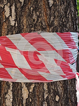 tree trunk with barricade tape