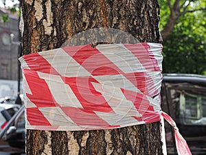 tree trunk with barricade tape