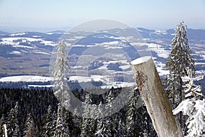 Tree trunk in the Bavarian Mountains at Winter Time