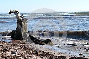 Tree trunk on beach