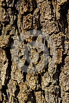 Tree Trunk from a Beatiful Arizona Tree