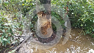 tree trunk with beaver bite marks and mud and water