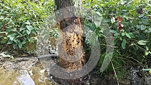 tree trunk with beaver bite marks and mud and water