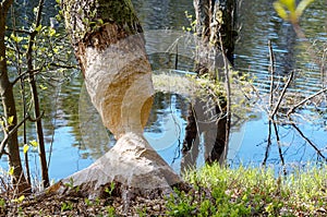 A tree trunk with a beaver trail. A beaver chewed on a tree on the river