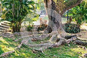 Tree trunk and big root with sunlight morning