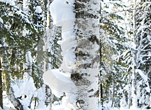 Tree trunk a birch in snow