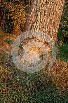 Tree trunk bitten by beavers, close-up