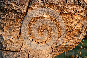 Tree trunk bitten by beavers, close-up