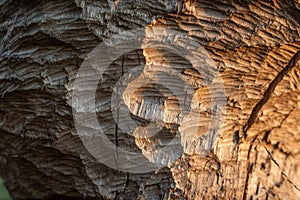 Tree trunk bitten by beavers, close-up