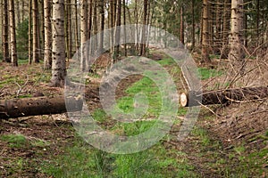 Tree trunk blocking forest path