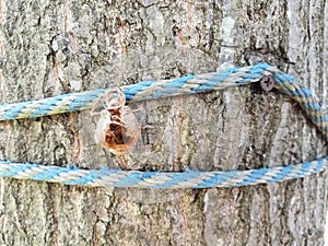 Tree trunk with blue rope and cicada skin