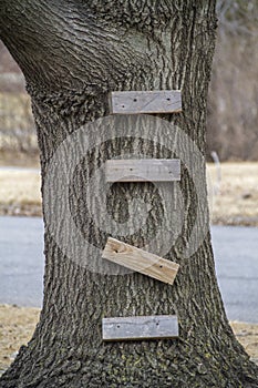 Tree trunk with boards for climbing