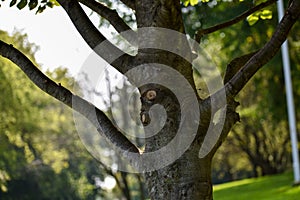 Tree Trunk, Branches, and Bark Texture