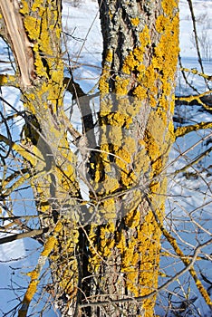 Tree trunk branches with bark and yellow moss, snow background