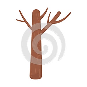 Tree trunk branches botanical on white background