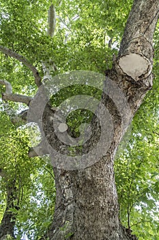 Tree trunk, branches and green leaves in spring