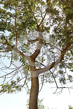 Tree trunk, branches and leaves