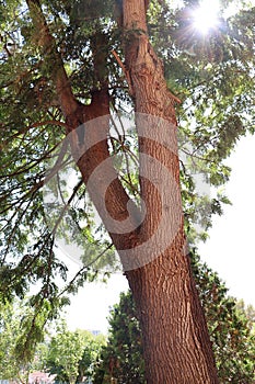 Tree trunk, branches and leaves