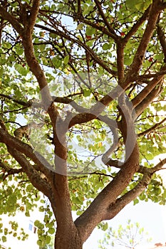 Tree trunk, branches and leaves