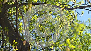 The tree trunk and branches with leaves