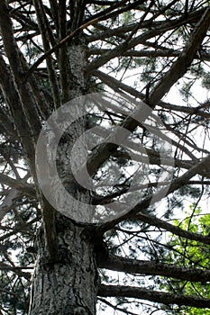 Tree trunk and branches. pines, bottom view. branches as steps