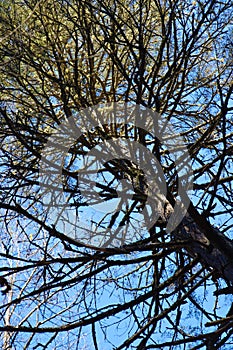 Tree trunk branches spiraling up to sky