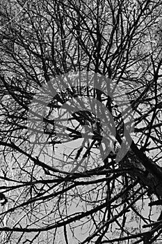 Tree trunk branches spiraling up to sky, black and white