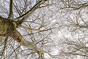 Tree trunk, branches and twigs