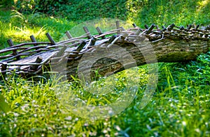 Tree trunk bridge