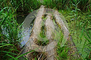 Tree trunk bridge