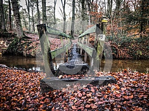 Tree trunk bridge in autumn forest