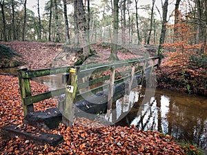 Tree trunk bridge in autumn forest