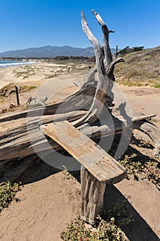 Tree trunk with built in bench of wood