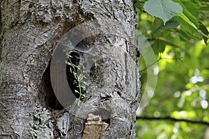 Tree trunk can be seen is with hollow