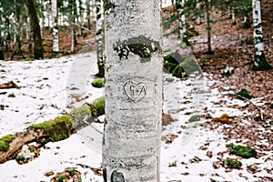 Tree trunk with a carved heart and initials in Biogradska Gora park. Montenegro
