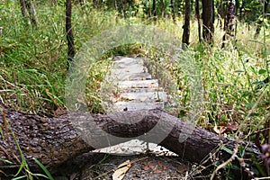 Tree trunk on cement stair in forest on mountain