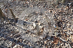 Tree trunk chewed on or bitten by beavers