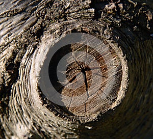 Tree trunk close-up