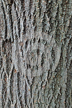 Tree Trunk Close Up