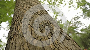 Tree trunk close up, maple trunk close up, textured tree bark close up