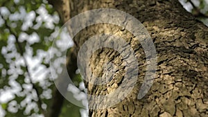 Tree trunk close up, maple trunk close up, textured tree bark close up