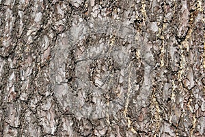 Tree trunk close-up. Pine tree bark.