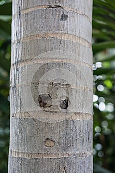 Tree trunk close up of roystonea regia arecaceae caribian king palm