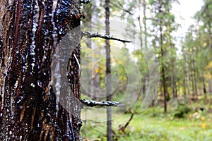 Tree trunk close-up. There is bark and hardened resin on the tree. In the background a forest in defocus