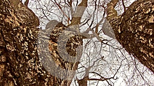 Tree trunk close up view with dead branches due to chemicals and deforestation. Two trees