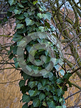 Tree trunk completely covered with green climbing plant