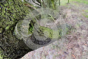 Tree Trunk covered with Algae and moss