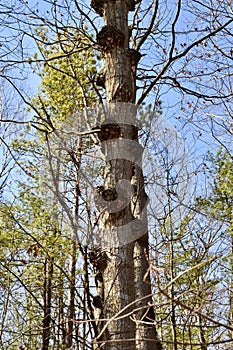 Tree trunk covered in Bacterial Crown Galls (Agrobacterium radiobacter) along Hickling Recreational Trail