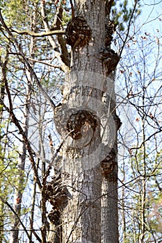 Tree trunk covered in Bacterial Crown Galls (Agrobacterium radiobacter) along Hickling Recreational Trail